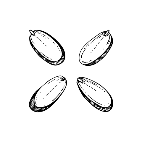 Almond nut slices sketches. Hand-drawn vector illustration. Vintage sliced nut, baking ingredient, healthy food drawings. Botanical design element in engraved style